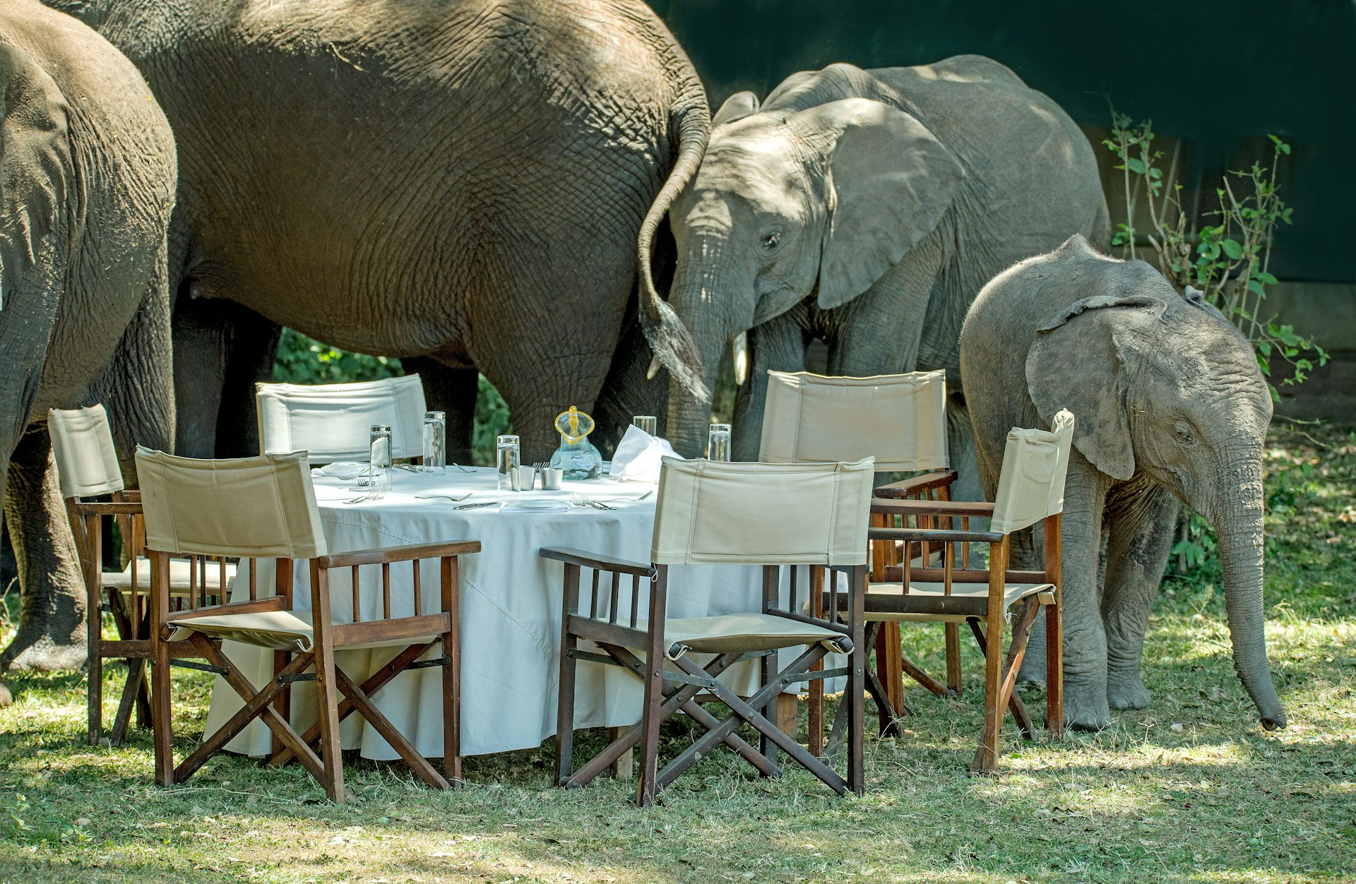 Things to do in Kenya - Masai Mara National Park Safari gray elephants